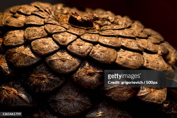 close-up of mushrooms against black background - pinecone bildbanksfoton och bilder