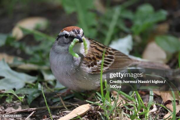 close-up of songsparrow perching on field - sparrow stock pictures, royalty-free photos & images