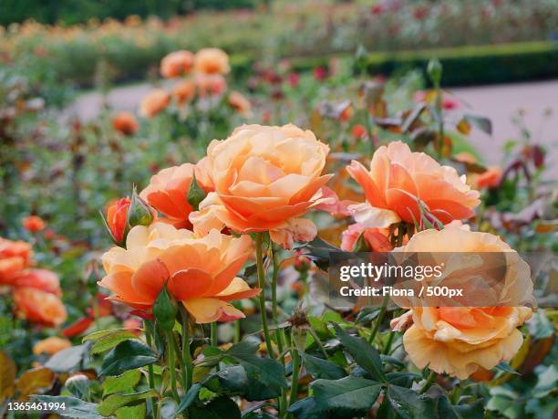 rose garden,close-up of orange flowering plant - rosenträdgård bildbanksfoton och bilder