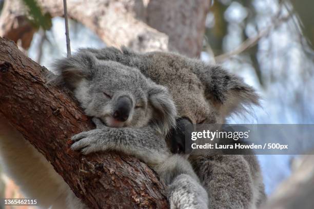 koala cuddles,close-up of koala relaxing on tree,magnetic island,west point,queensland,australia - koala ストックフォトと画像