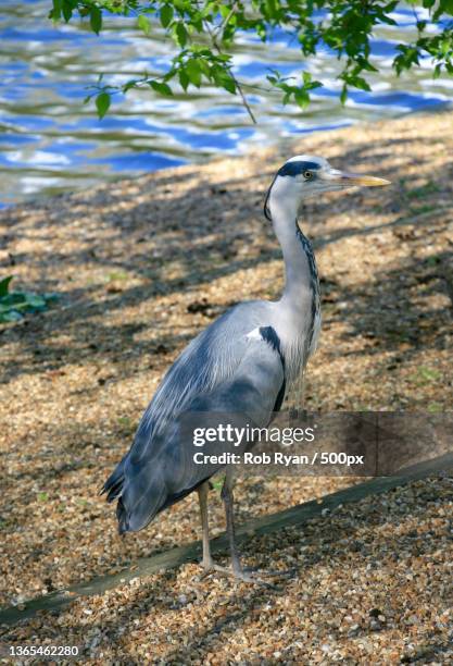 heron,side view of gray heron perching on lake - rob heron stock pictures, royalty-free photos & images