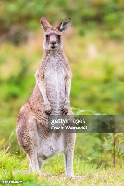 portrait of eastern grey kangaroo (macropus giganteus) standing outdoors - känguru stock-fotos und bilder