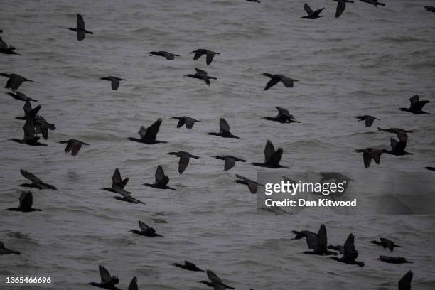 Cormorants fly from their roost inland out to sea at dawn on January 18, 2022 in Dungeness, England.
