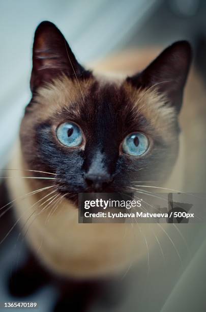 close-up portrait of cat - gatto siamese foto e immagini stock