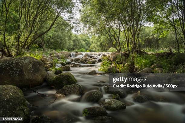scenic view of river flowing in forest,niger - niger river imagens e fotografias de stock