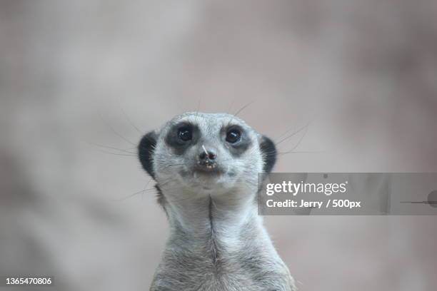 3,249 Desert Animals Cute Photos and Premium High Res Pictures - Getty Images 3,249 Desert Animals Cute Photos and Premium High Res Pictures - Getty Images