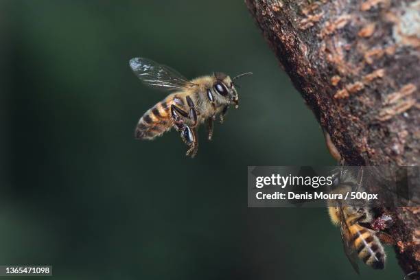 close-up of bee on honey bee - bees fotografías e imágenes de stock