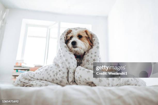 jack russell terrier dog wrapped in blanket sitting on bed at home - terrier jack russell foto e immagini stock