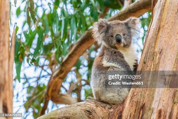 koala (phascolarctos cinereus) sitting on tree branch and looking straight at camera - koala stock pictures, royalty-free photos & images