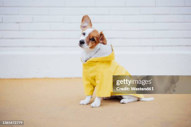 dog with head cocked sitting on footpath - raincoat stockfoto's en -beelden