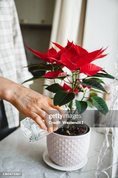 woman watering poinsettia plant on window sill at home - julstjärna bildbanksfoton och bilder