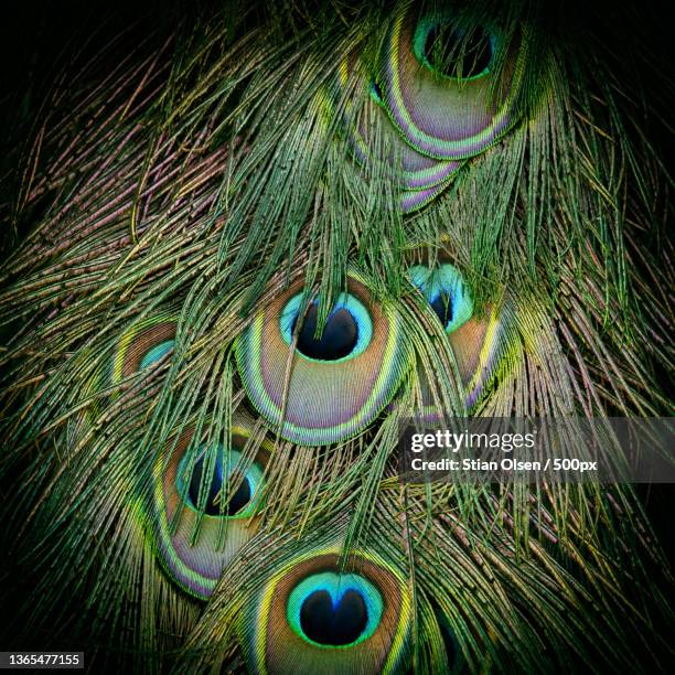 1,026 Peacock Feather Wallpaper Photos and Premium High Res Pictures - Getty Images 1,026 Peacock Feather Wallpaper Photos and Premium High Res Pictures - Getty Images