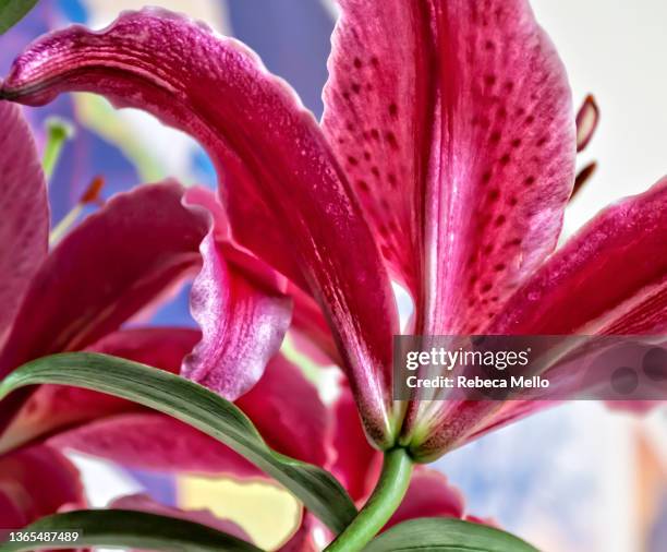 detail of petals of a pink lily, rear view. - lilium stargazer - fotografias e filmes do acervo