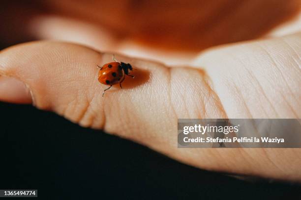 ladybug on a child's hand - joaninha imagens e fotografias de stock
