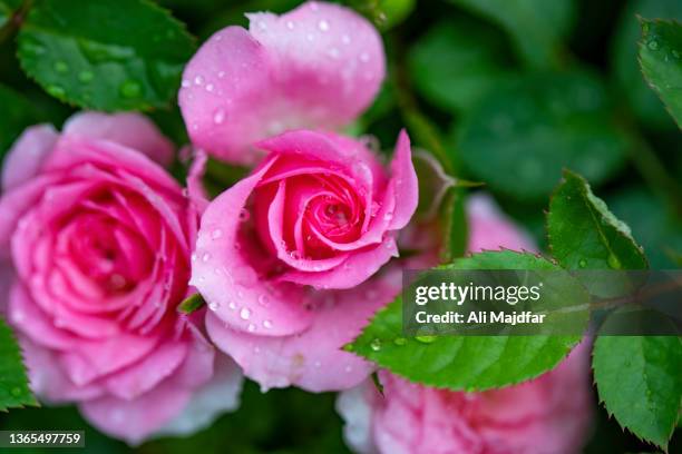 water drops on rose flowers - ali rose fotografías e imágenes de stock