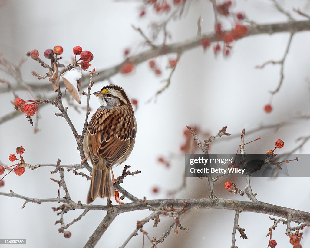 Sparrow in winter