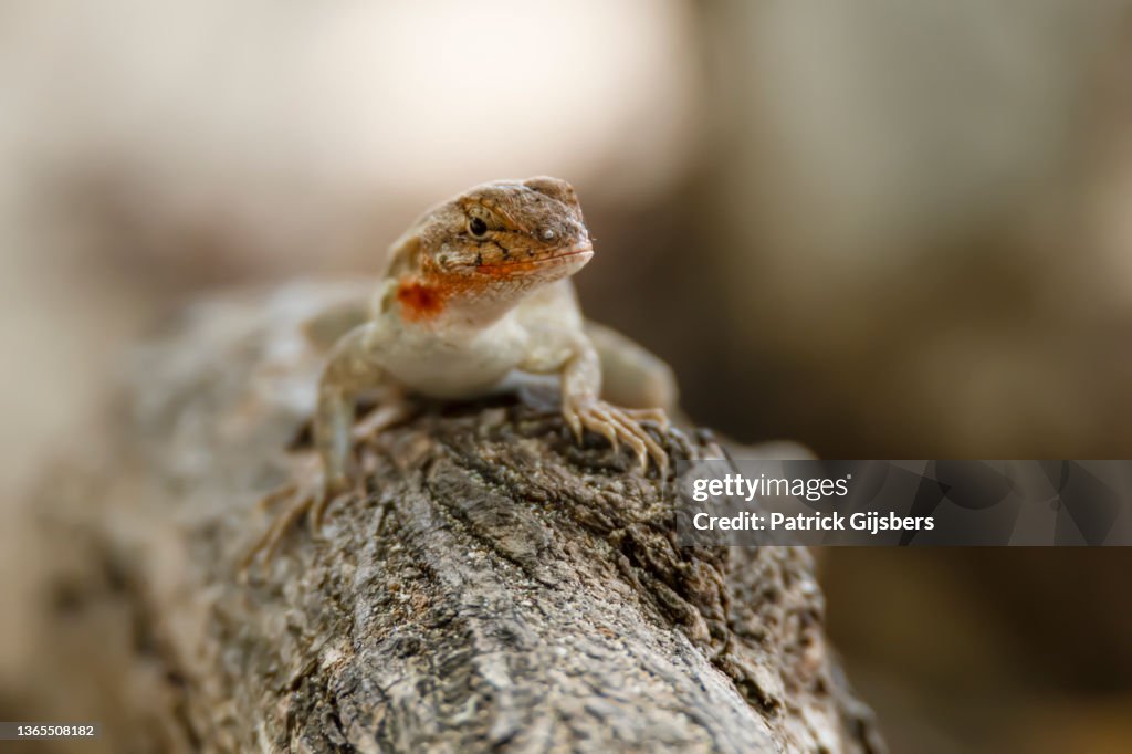 Rose-belly Lizard