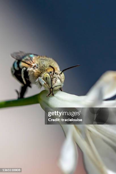 blue banded bee (amegilla) - agapanthus stock pictures, royalty-free photos & images