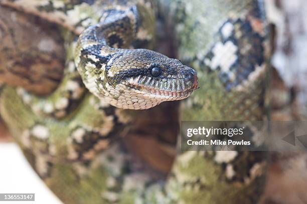 madagascar tree boa sanzinia madagascariensis - madagascar boa stock pictures, royalty-free photos & images