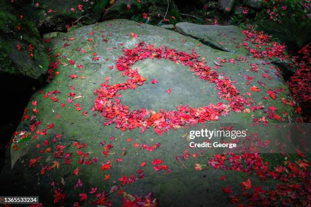 heart shaped maple leaf - maple leaf heart stock pictures, royalty-free photos & images