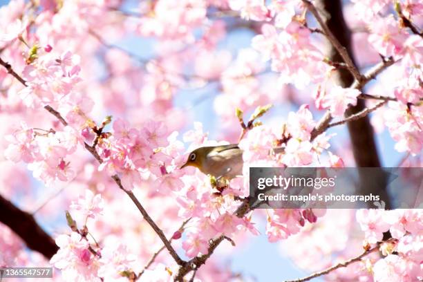 the sight of spring - hanami stockfoto's en -beelden