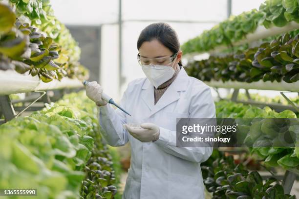 agricultural scientists working in a greenhouse - genetically modified stock pictures, royalty-free photos & images