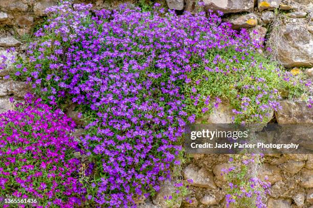 beautiful, vibrant purple flowers of lobelia growing in a vintage brick wall - lobelia stock pictures, royalty-free photos & images