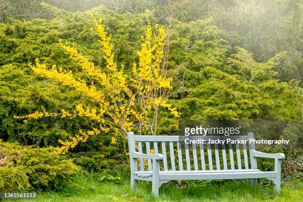 vibrant yellow, spring flowering forsythia flowers planted by a garden bench in soft sunshine - forsythia stock-fotos und bilder