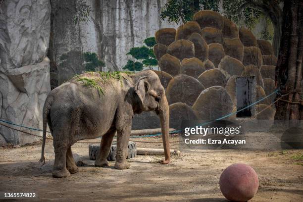 Mali, an elephant that has been in captivity for 45 years, is seen at a zoo converted into a vaccination site on January 19, 2022 in Manila,...