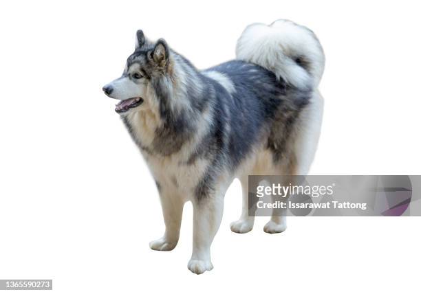 siberian husky sitting isolated on white background - eskimo dog stock pictures, royalty-free photos & images