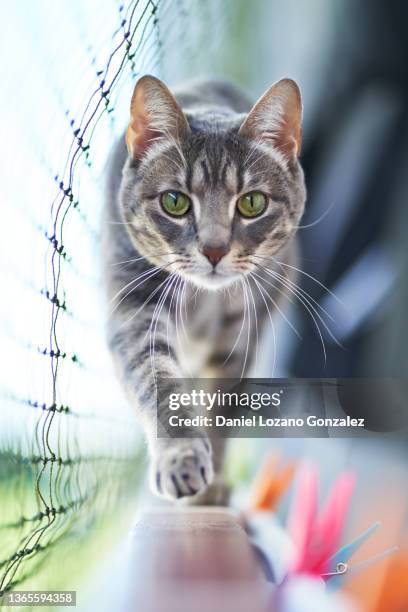 cat walking on railing along net - gatto soriano foto e immagini stock