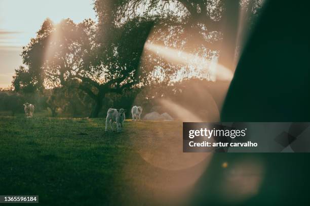 cows in dramatic natural landscape in alentejo - dairy pasture stock pictures, royalty-free photos & images