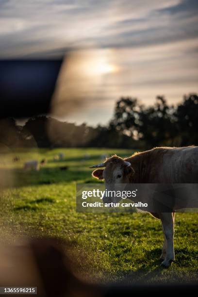 cows in dramatic natural landscape in alentejo - dairy pasture stock pictures, royalty-free photos & images