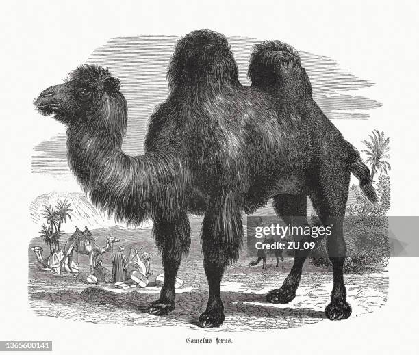 wild bactrian camel (camelus ferus), wood engraving, published in 1862 - the wild bactrian camel stock illustrations