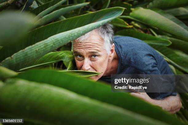 mature man hiding in tropical-looking shrubbery: in danger, or possibly a stalker - jungle explorer stock pictures, royalty-free photos & images