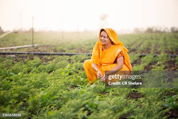 indian woman at chickpea field, india. - village life stockfoto's en -beelden