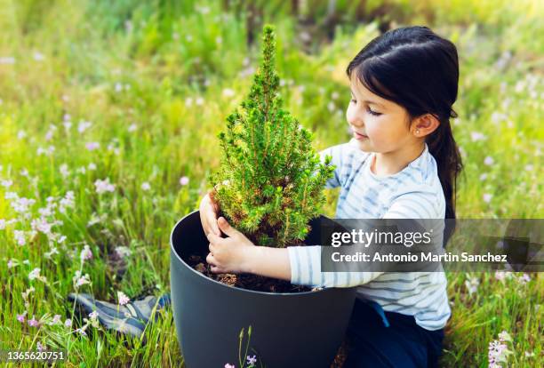 little brunette girl tending a small tree in the garden - pot plant stock pictures, royalty-free photos & images