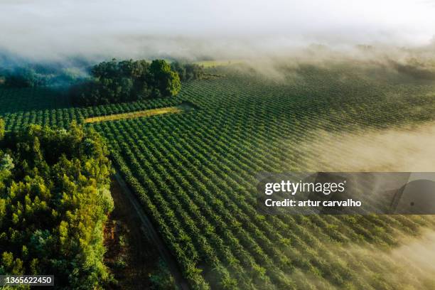 foggy morning in the fields in countryside in portugal, wine vines. - olive fruit stockfoto's en -beelden