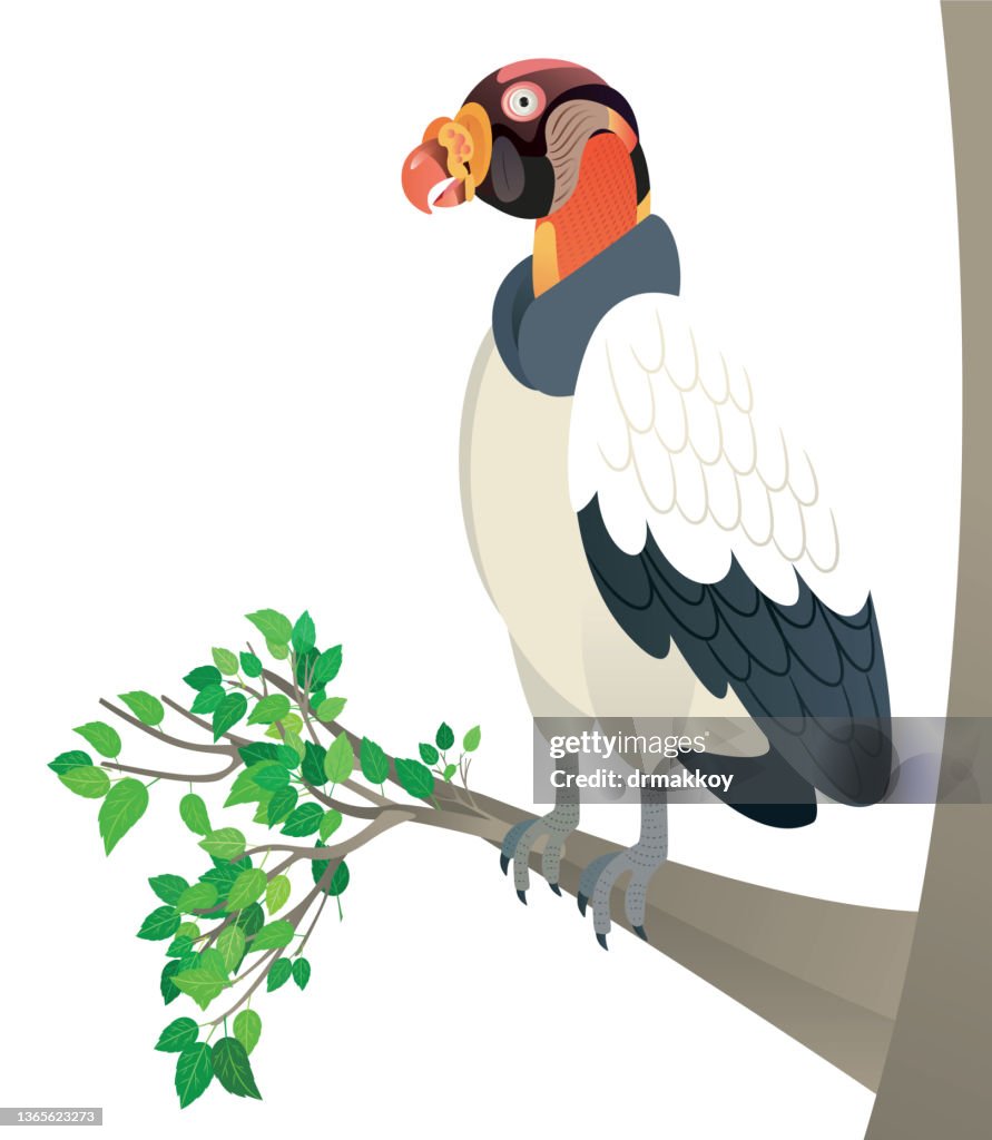 King vulture (Sarcoramphus papa)