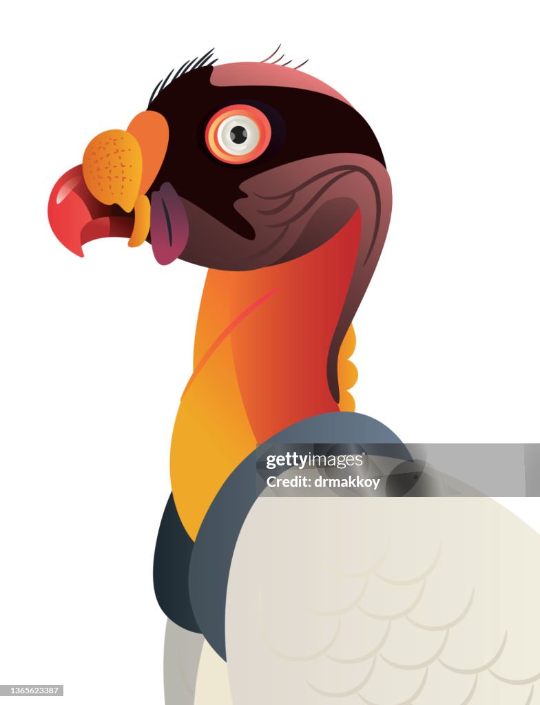 King Vulture (Sarcoramphus papa)