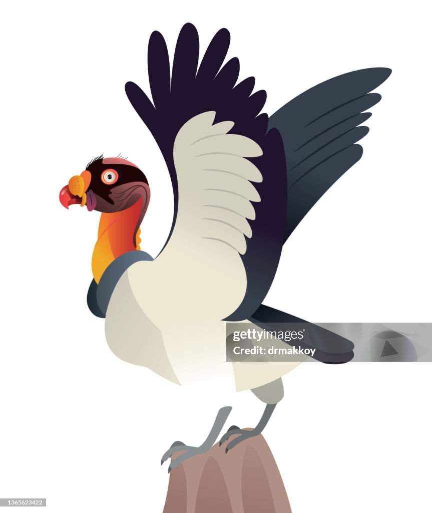 King Vulture (Sarcoramphus papa)