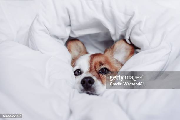 cute puppy wrapped in white blanket - wrapped in a blanket stock pictures, royalty-free photos & images