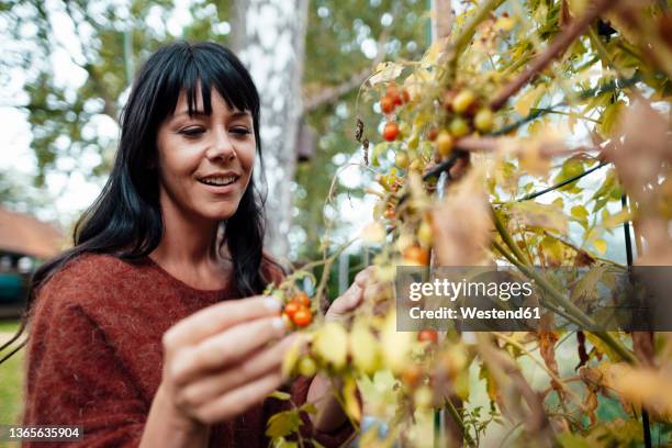 smiling mature woman picking fruit in backyard - nur erwachsene stock-fotos und bilder