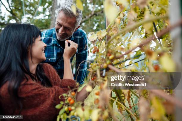 happy mature couple picking fruit in backyard - couple gardening stock pictures, royalty-free photos & images