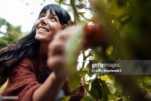 smiling woman picking fruit in background - gardening fotografías e imágenes de stock