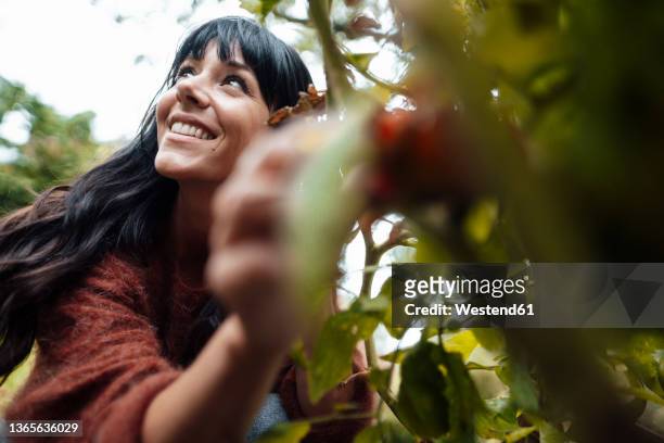 smiling woman picking fruit in background - gardening foto e immagini stock