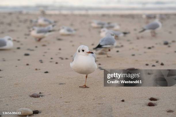 seagulls on sand at beach - middelgrote groep dieren stockfoto's en -beelden