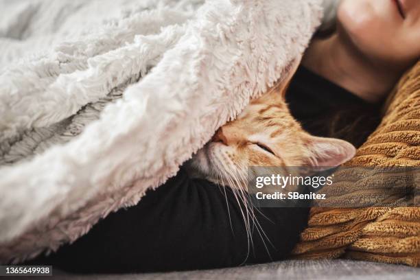 portrait of tabby cat hiding under a blanket on the couch - cat under blanket bildbanksfoton och bilder