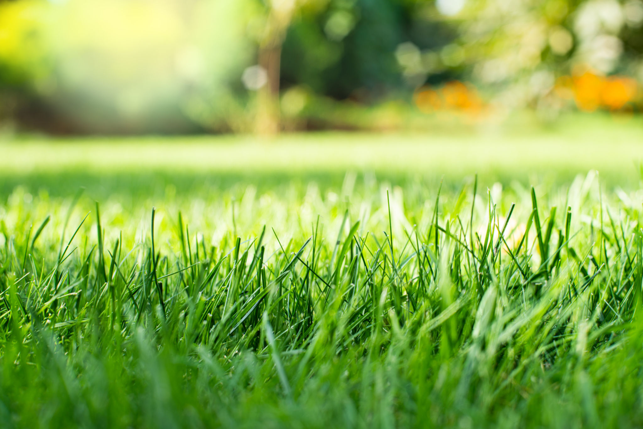 traditional grass lawn
