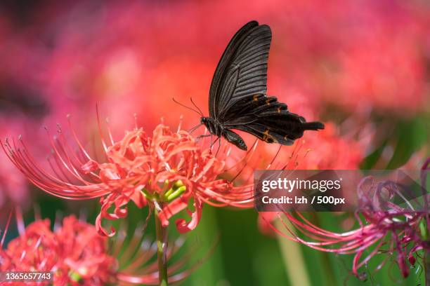 butterfly,close-up of butterfly pollinating on red flower - lepidoptera stock pictures, royalty-free photos & images